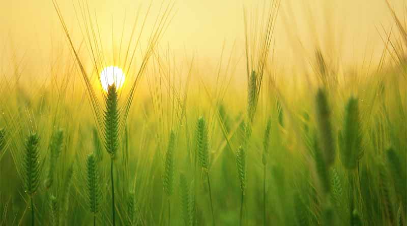 Atmanirbhar Bharat Abhiyaan in food processing sector