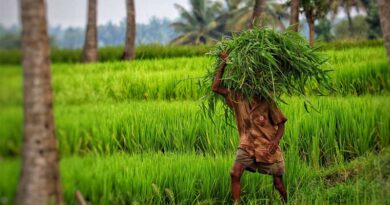 Self-sufficient of India in production of pulses