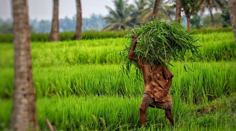 Self-sufficient of India in production of pulses