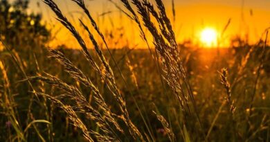 Use of AI to tackle problems in Indian agriculture