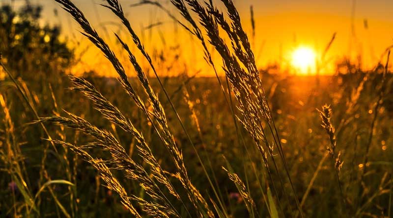 Use of AI to tackle problems in Indian agriculture