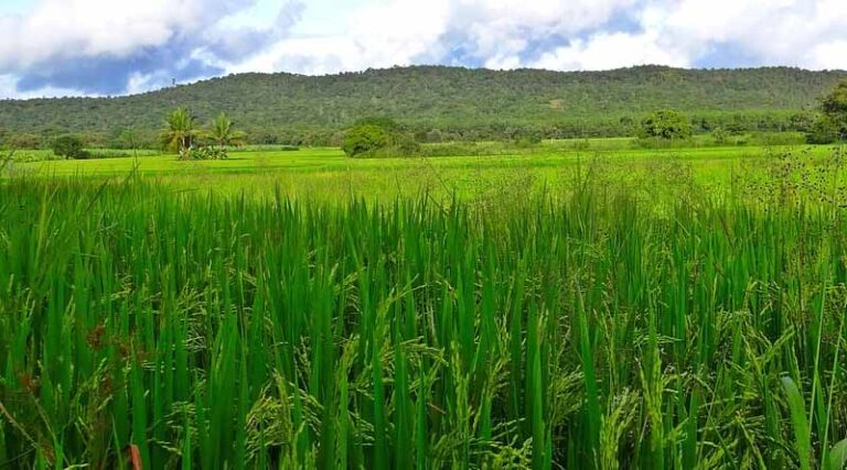Impact of Operation Greens scheme under PMKSY