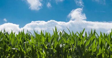 Steps To Increase Production Of Oilseeds And Edible Oil in India