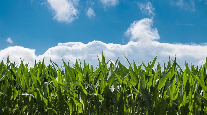 Steps To Increase Production Of Oilseeds And Edible Oil in India