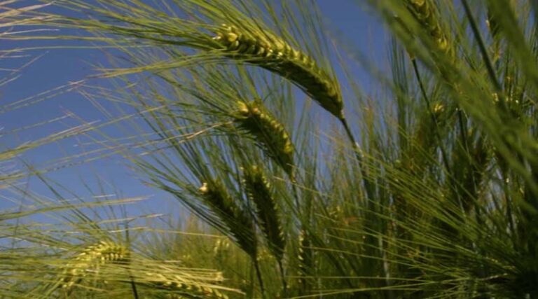 Take a programmed approach to Hybrid Barley growth regulation