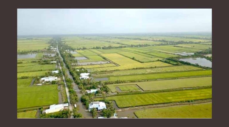 Over 29,000 hectares of rice in the Mekong Delta are at risk of saline intrusion