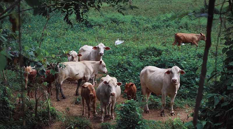 CABI-led study reveals “considerable farmer knowledge” on different aspects of antibiotics risk