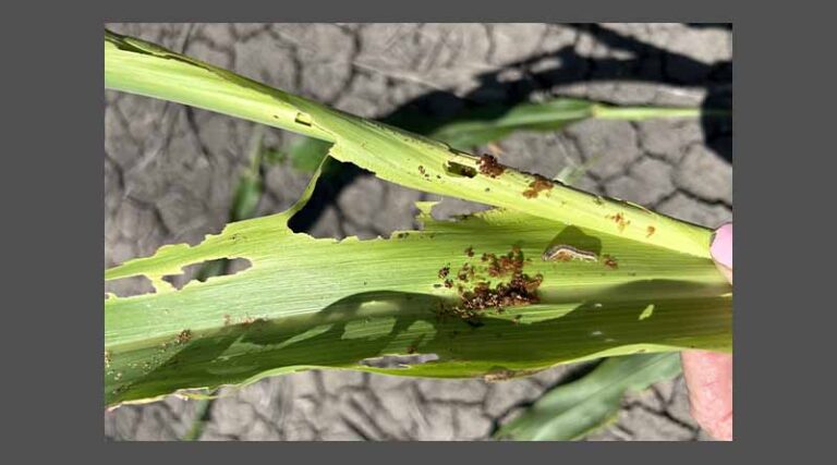 Queensland growers battling Fall Army Worm infestations