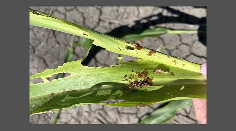 Queensland growers battling Fall Army Worm infestations