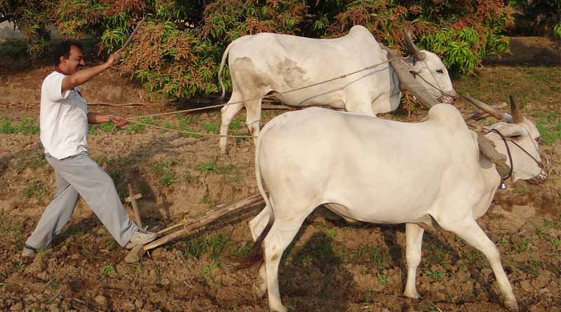 Ministry of Agriculture and Farmers Welfare Releases Second Advance Estimates of Major Agricultural Crops for 2023-24