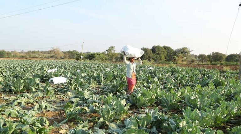 Biologicals in Indian Agriculture: Navigating Regulatory Landscape