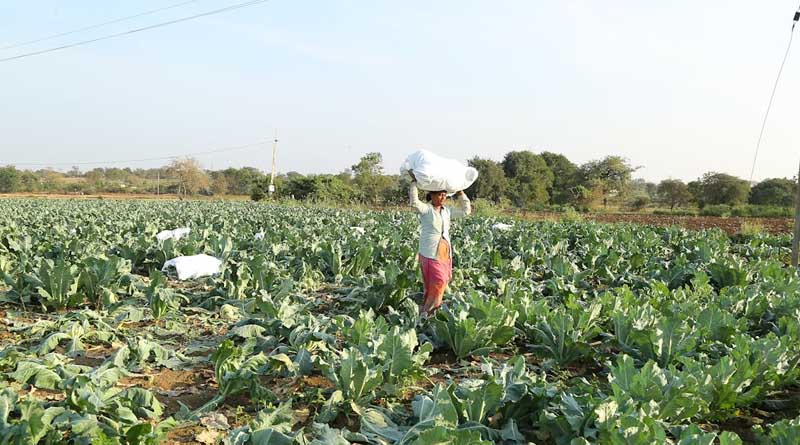 Biologicals in Indian Agriculture: Navigating Regulatory Landscape
