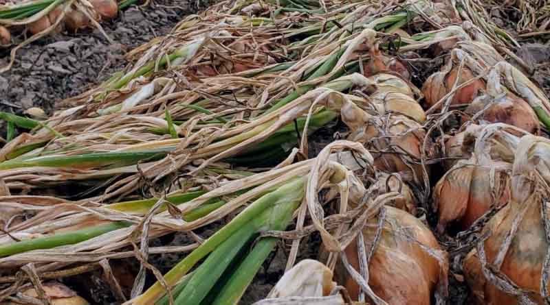 Know your onions: it is all about uniformity and quality, say the onion ringers!