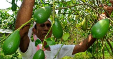 Economic Impact: Kaji Nemu Witnesses Price Increase as Assam Declares it State Fruit