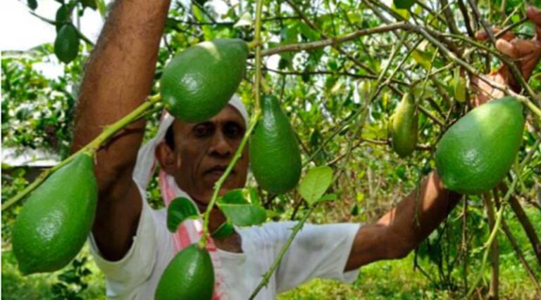Economic Impact: Kaji Nemu Witnesses Price Increase as Assam Declares it State Fruit