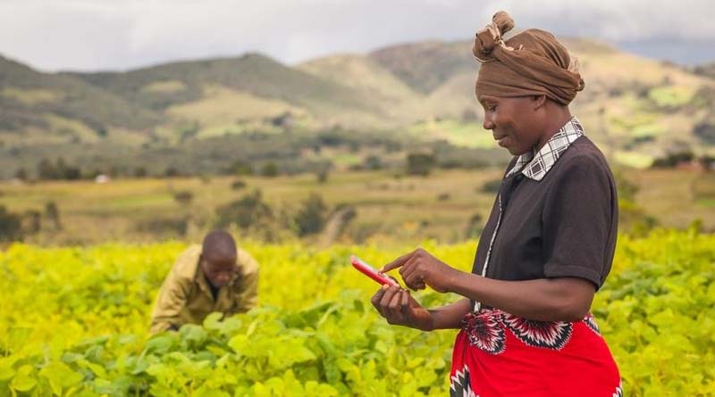 CABI-led study shows benefits of chatgroups to human health can be replicated in plant health