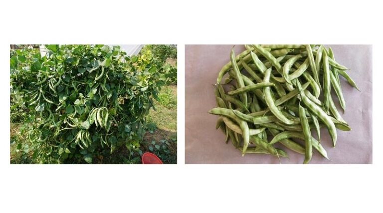Livelihood security of tribal farmers from Indian bean varieties: ‘Thar Kiran and Thar Ganga’