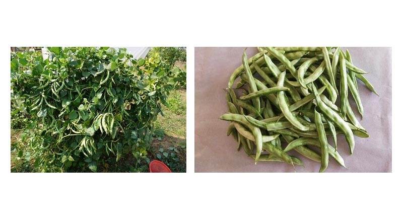Livelihood security of tribal farmers from Indian bean varieties: ‘Thar Kiran and Thar Ganga’