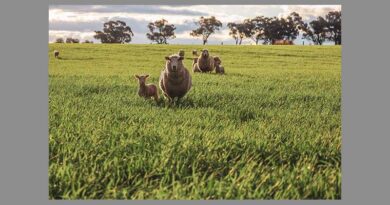 Sheep price autumn forecast with Simon Quilty
