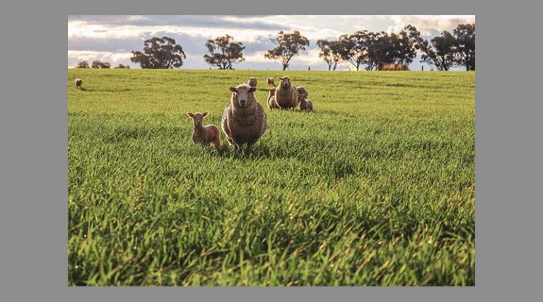 Sheep price autumn forecast with Simon Quilty