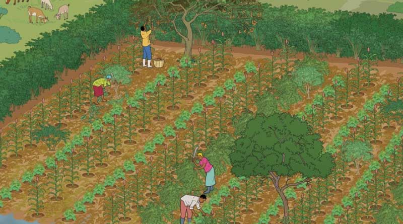 Benefits of agroforestry in the Sahel
