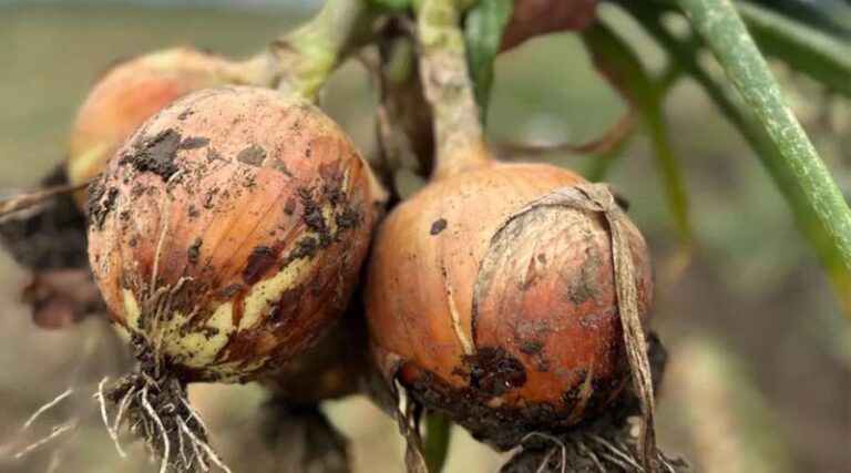 Syngenta Vegetable Seeds and Emerald Seed Company Enter Exclusive Onion Licensing Partnership