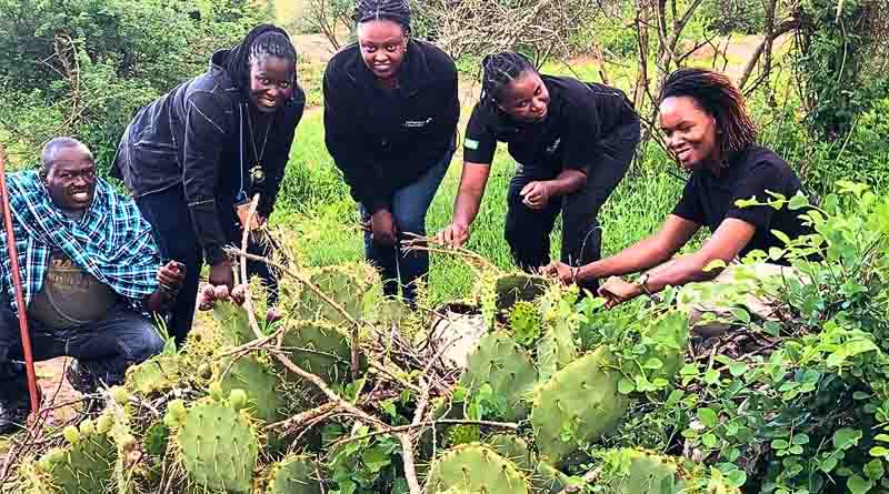 Drones, insects and local community to tackle Kenya’s thorny problem