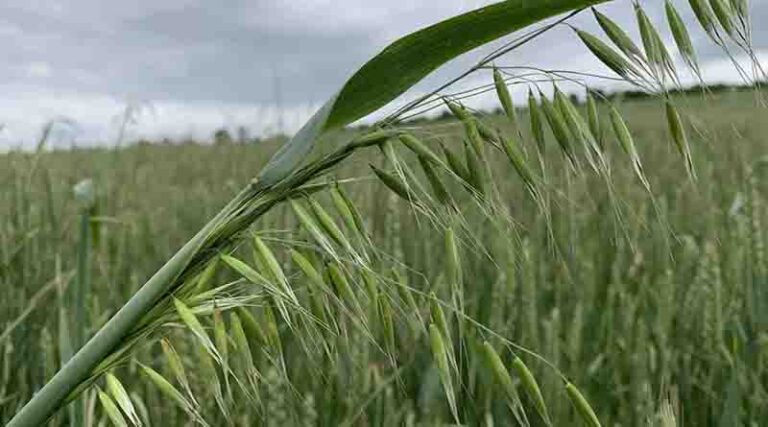 Herbicide planning for busy spring season