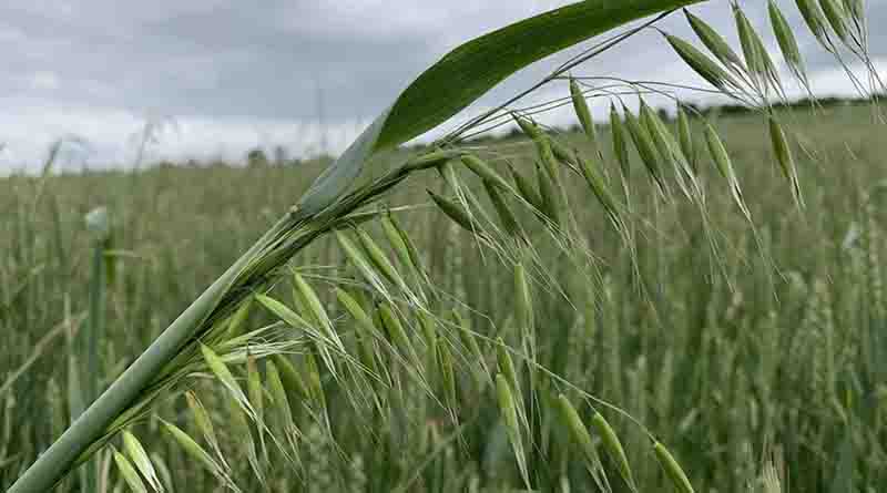 Herbicide planning for busy spring season