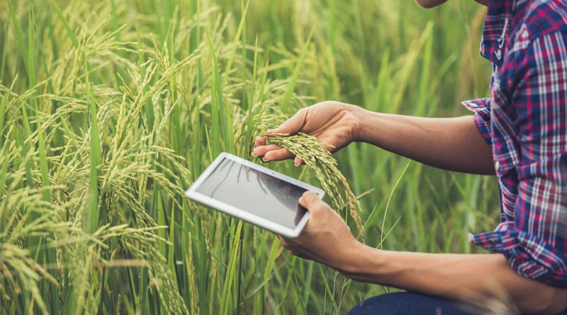 New report: CGIAR's Transformative Crop Technologies Drive $1.3 Trillion Impact