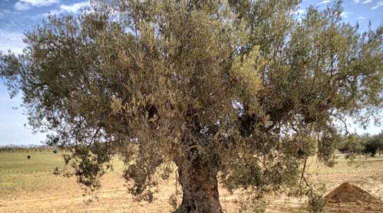 Tunisia’s Olive Groves : Soil Health And Carbon Sequestration
