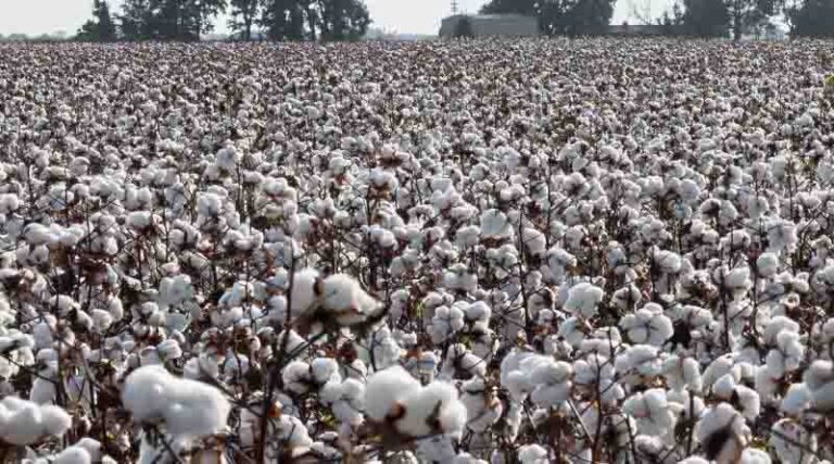 Ginning up a Market for U.S. Cotton in Bangladesh