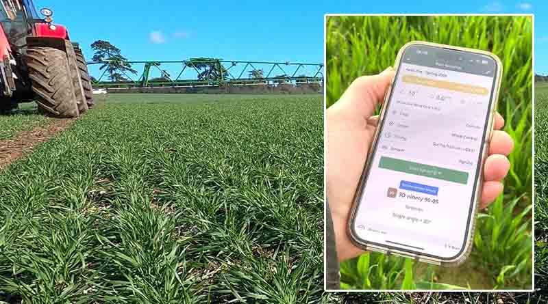 Coping with weather challenges for spring grass weed control