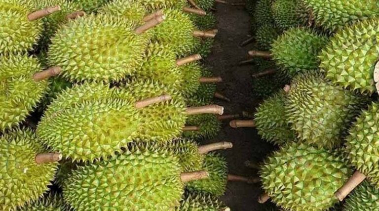 Fruit and vegetable exports are on track to grow strongly after the record of 2023