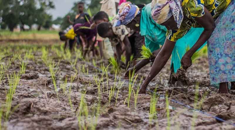 Role of African women and young people in agricultural service provision investigated in new CABI-led study