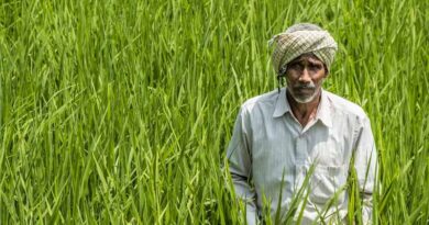 Complex fertilizers volume to grow 4-5% next fiscal: CRISIL