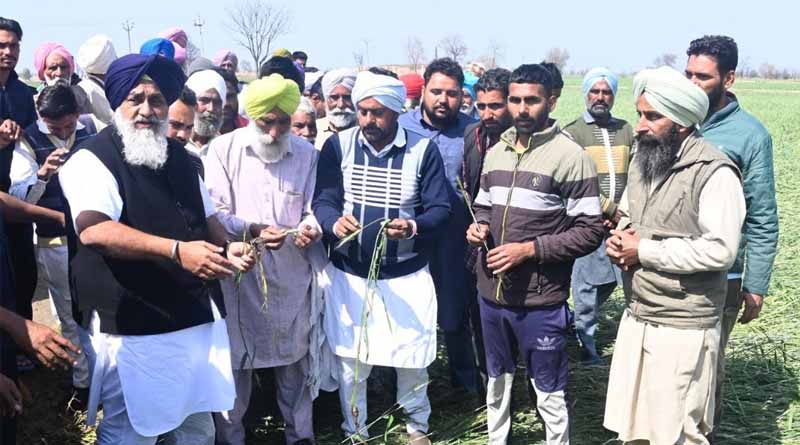 Punjab: Sukhbir Badal condemns the AAP govt for leaving hailstorm-affected wheat farmers in the lurch