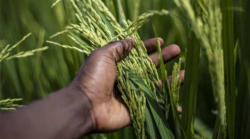Large Scale Adoption of Zero Budget Natural Farming Will Significantly Drop Food Grain Production