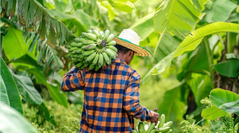 World Banana Forum prepares for 4th Global Conference amid multiple challenges