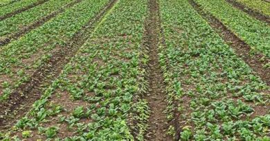 Final Estimates of 2022-23 and First Advance Estimates of 2023-24 of Area and Production of Horticultural Crops