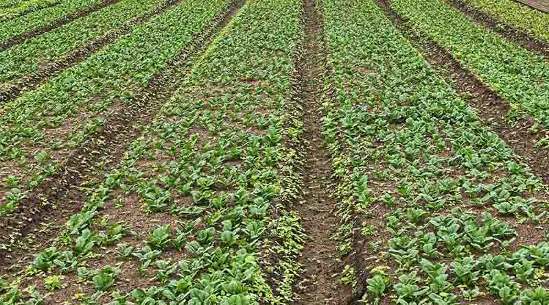 Final Estimates of 2022-23 and First Advance Estimates of 2023-24 of Area and Production of Horticultural Crops