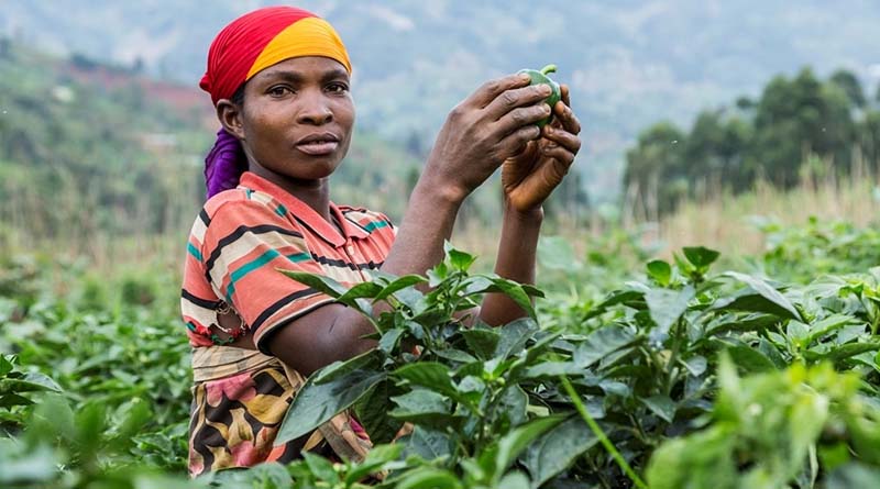 CABI announces appointment of Chileshe Kapwepwe as next Board Chair while work continues to tackle humanity’s greatest challenges