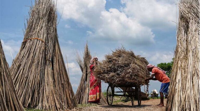 Cabinet Approves Increase in Raw Jute MSP by Rs 286 for 2024-25 Season