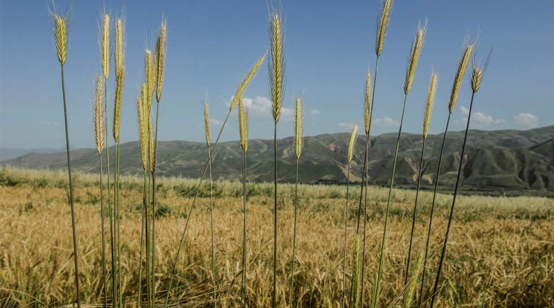 FAO Food Price Index declines further in February