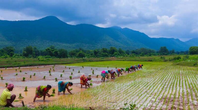 India to See Wheat and Paddy Yield Drop by 20%: Government Takes Action on Climate Change Impacts in Agriculture