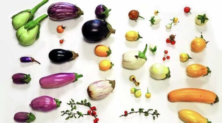 Cosmos of Endangered Crops