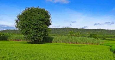 TEC, DoT & ICAR to host ITU/FAO Workshop on “Cultivating tomorrow: Advancing digital agriculture through IoT and AI“