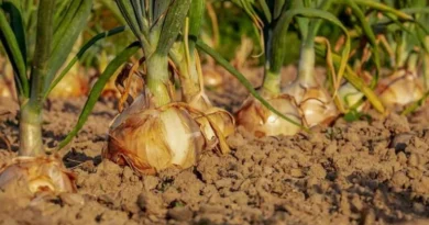 Indian Export Agency Initiates Purchase of 1,650 Tons of Onions for Exports to Bangladesh