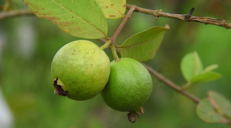 Guava