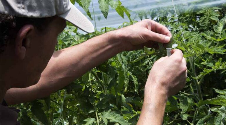Plant Health Governing Body Meets on Further Measures to Curb Pests and Diseases